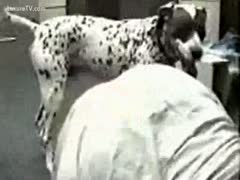 Dalmatian travels in a dog with his taskmaster.